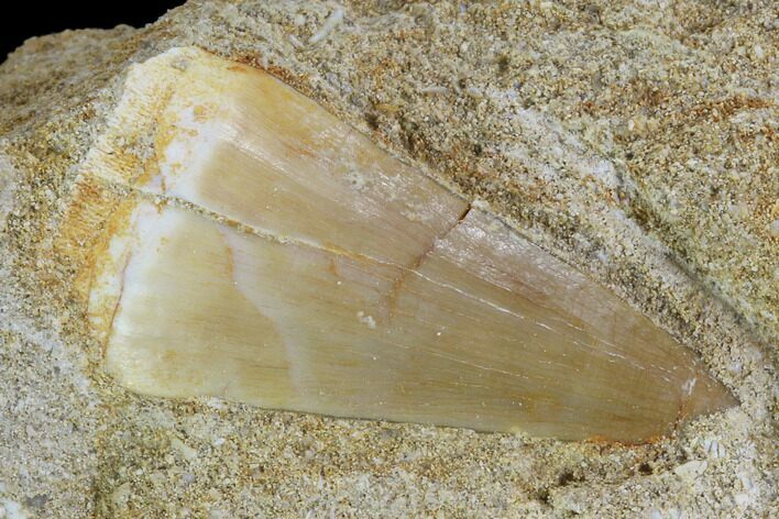 Mosasaur (Prognathodon) Tooth In Rock #96161